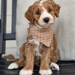 Rusty - Red  male Goldendoodle puppy in Leander, Texas from Doodle Doula