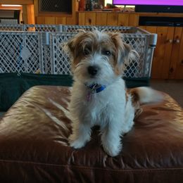 Skeeter - Russell Terrier