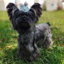 Yorkshire Terrier puppies from Seeking Shalom Acres Maltese, Maltipoos & Havamalts