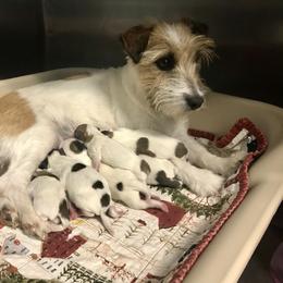 Border Collie and Russell Terrier Puppies from T/K Russell Terriers & Border Collies