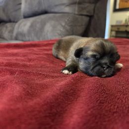 Gracie - Red female Pekingese puppy in Kingman, Arizona from Faith Harvey