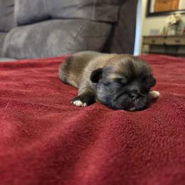 Gracie - Red female Pekingese puppy in Kingman, Arizona from Faith Harvey