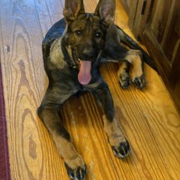 German Shepherd Puppies from Vom Holzhaus German Shepherds