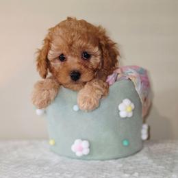 Cuddles - Red male Cavapoo puppy in Lincolnton, North Carolina from Cuddable Pups