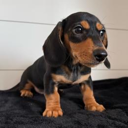 Jackson - Black and tan male Dachshund puppy in Callahan, Florida from Little Foot Kennels
