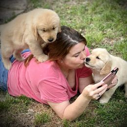 Golden Retriever Puppies from GameChanger Golden Retrievers