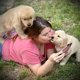 Golden Retriever Puppies from GameChanger Golden Retrievers