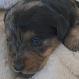 Jessie - Merle female Labradoodle puppy in Centerville, Utah from Reid Wasatch Doodles