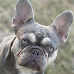 French Bulldog puppies from Cloud 9 French Bulldogs