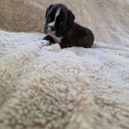 Ginny - Brindle female Boxer puppy in Thompson, Pennsylvania from Moonlitboxers