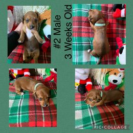 Dachshund Puppies from Cajun Low Riderz