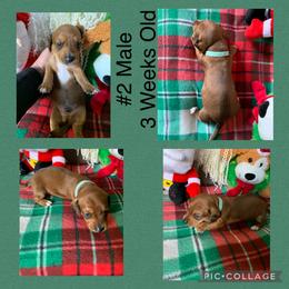 Dachshund Puppies from Cajun Low Riderz