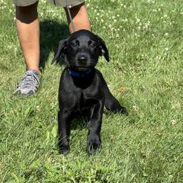 Milano Steel - Black male Labrador Retriever puppy in Richmond, Maine from King K9 Academy