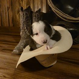 Boy 1 - Slate male Border Collie puppy in Buckhannon, West Virginia from Broken Spur Farm