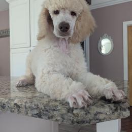 Little Red Corvette - White male Poodle puppy in Athens, Texas from Pruitt Family Kennels