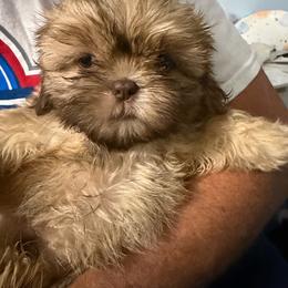Boy 4 - Black and tan male Shih Tzu puppy in Milford, Delaware from Spunky Shih-Tzus Delaware (Spunky Shih-Tzus)