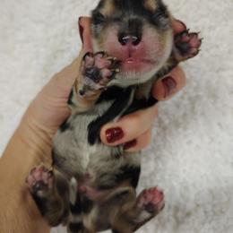 Dachshund Puppies from Witchy Woman’s Wiener’s