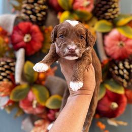 Girl 2 - Red  female Goldendoodle puppy in Elk Grove, California from Doodles by Faith