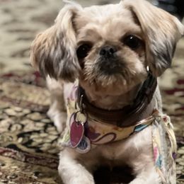 Bellah - Shih Tzu
