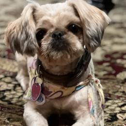 Bellah - Shih Tzu