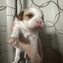 Bambi (lavender collar) - Blenheim female Cavapoo puppy in Modesto, California from Molly n Friends
