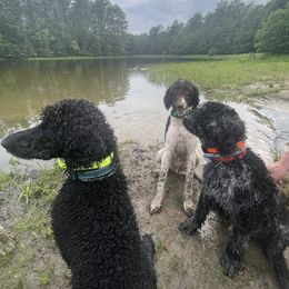 Poodle All Grown Up from Mazie's Standard Poodles