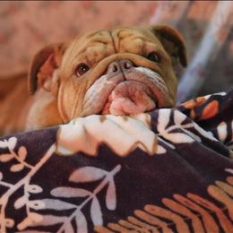 Matilda - Bulldog