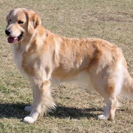 Golden Retrievers from Najmi Goldens