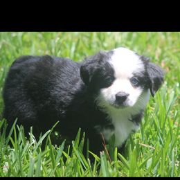 Miniature Australian Shepherd and Toy Australian Shepherd Puppies from TK Mini Aussies