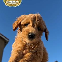 Girl 4 - Cream female Goldendoodle puppy in Sanger, California from Delta Doodless