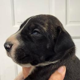 Lauren Daigle - Brindle female Great Dane puppy in Florida from Beachside Kennels
