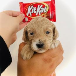 Goldendoodle Puppies from Mountain Mini Doodles