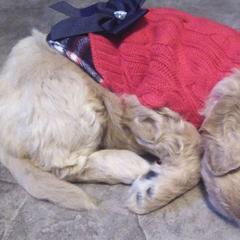 Aussiedoodles, Double Doodles, Golden Aussiedoodles, and Poodles from Doodle Gardens