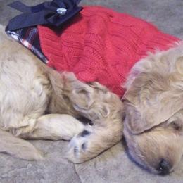 Aussiedoodles, Double Doodles, Golden Aussiedoodles, and Poodles from Doodle Gardens