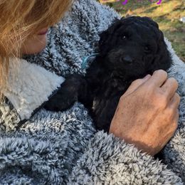 Goldendoodle Puppies from Bee At Ease Farm & Kennel