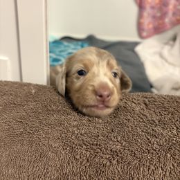 Dachshund Puppies from Andrepont Dachshunds