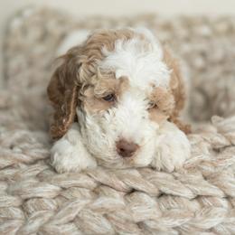 Goldendoodle Puppies from KandE Doodles