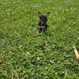 Tilly - Black and tan female Chihuahua puppy in Amity, Pennsylvania from Baxters Chihuahuas