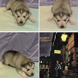 Ziggy Stardust - Sable and white male Alaskan Malamute puppy in Easton, Maryland from Stars Howl-O Kennels by FurEver Friends Inc