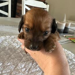 Girl 4 - Red female Dachshund puppy in Modesto, California from Lola’s Doxies