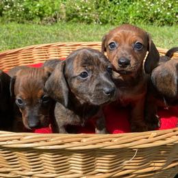Dachshunds from Anastasia’s Royal Weenies
