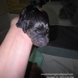 H - Wild boar female Dachshund puppy in Willard, Utah from Simply Sharing Love