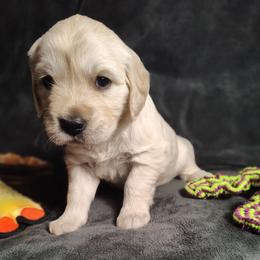 Aspen - Light golden female Golden Retriever puppy in Seymour, Missouri from High Road Golden Retrievers