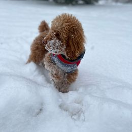 Louie - Poodle