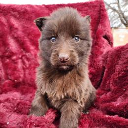 Galena - Liver female German Shepherd puppy in Los Lunas, New Mexico from Mali's German Shepherds