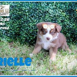 Brielle - Red tri female Miniature Australian Shepherd puppy in Madisonville, Texas from Flying LL Aussies