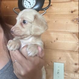 Gwen - Cream female Dachshund puppy in Cheyenne, Wyoming from Great Basin Hounds