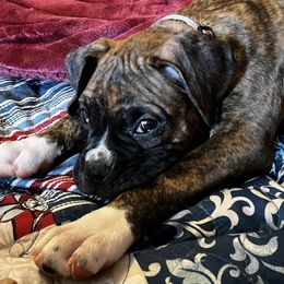 Boxers from Buffalo Creek Boxers