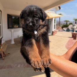 Pearl - Black and red female German Shepherd puppy in Anaheim, California from Hanan Hanna