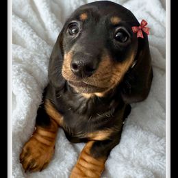 Bella - Black and tan female Dachshund puppy in Sutherland, Virginia from Sutherland Estates Dachshunds